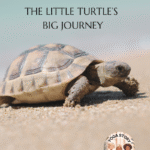 A little turtle on a sandy beach